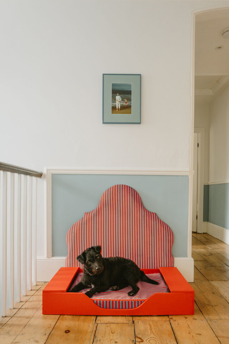 A small dog named Patch sitting on a blue and red skinny striped pet bed.
