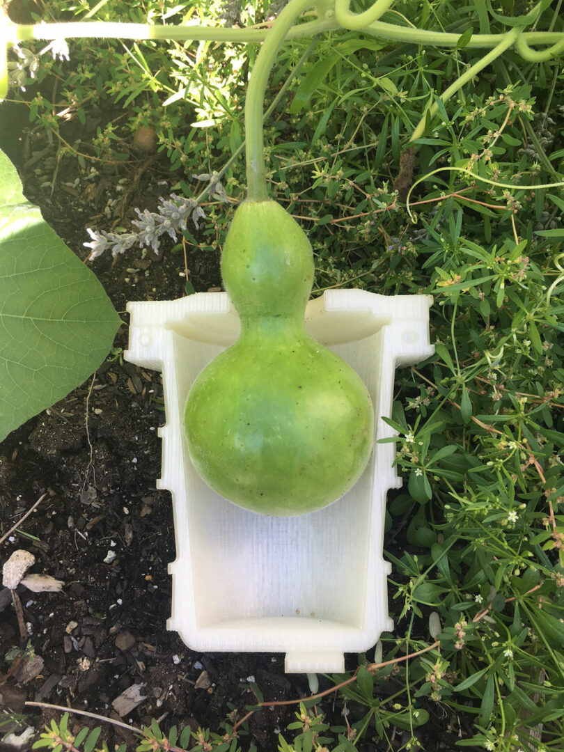 A young green gourd growing vertically inside a white 3D-printed mold in an outdoor garden.