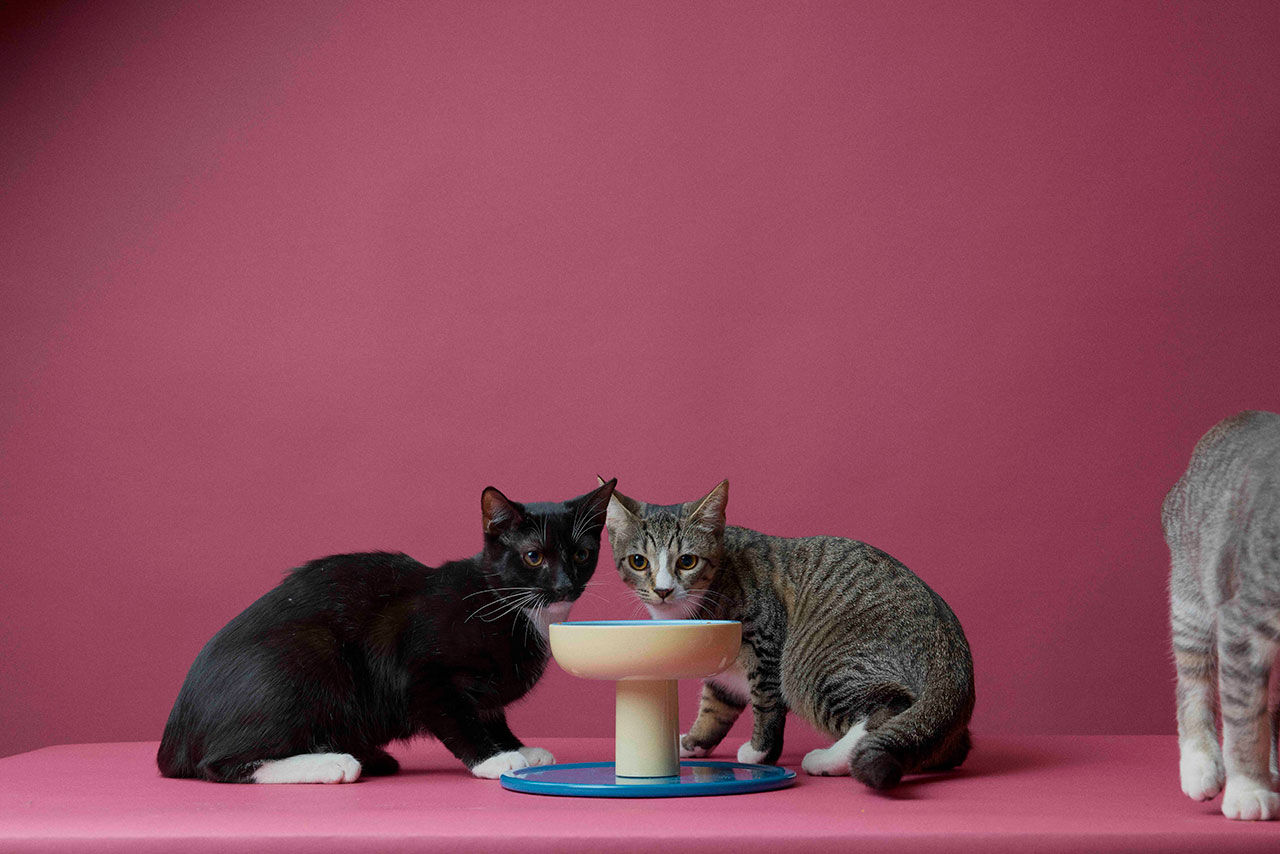 Solving Whisker Fatigue: The Science of Ergonomic Pet Feeding Bowls