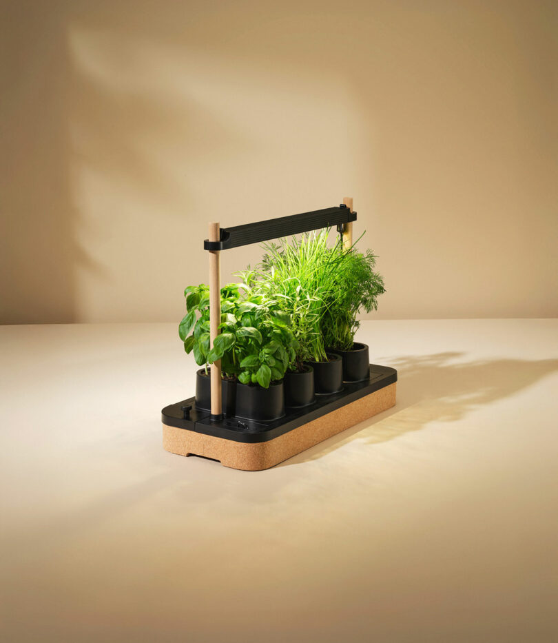 A lush Auk Mini setup with six pots of thriving green herbs under a black LED light bar.