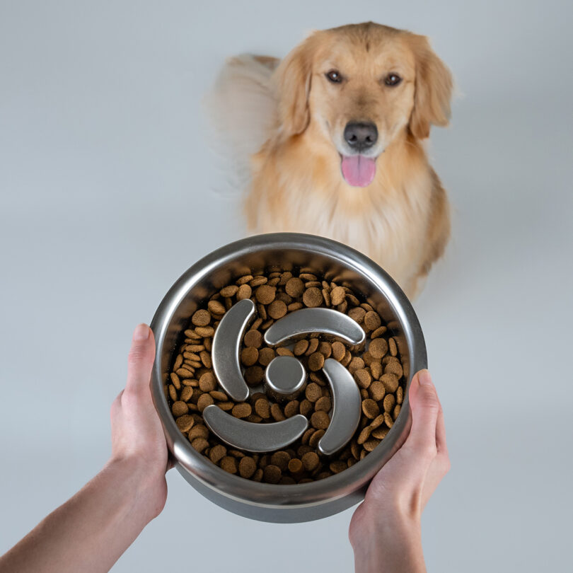 A person holding a stainless steel bowl with a slow feeder pattern next to a happy Golden Retriever.