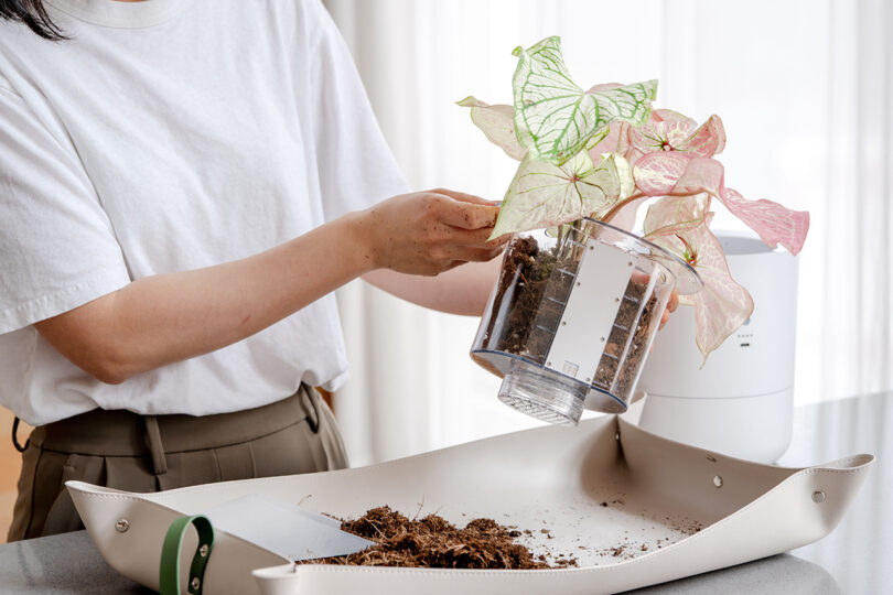 Hands repotting a variegated plant into the LeafyPod's transparent inner container with fresh soil.