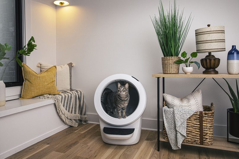 A tabby cat standing inside a white Litter-Robot 4 in a stylishly decorated room.