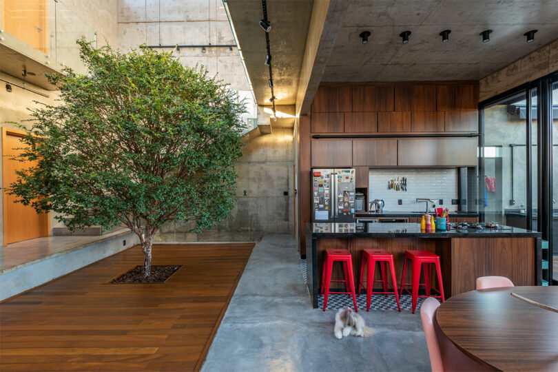 Interior of a modern home with a large tree growing out of a specialized pit in a light wood floor.