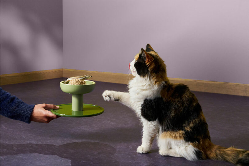 A person offering a green elevated bowl to a calico cat sitting on the floor.