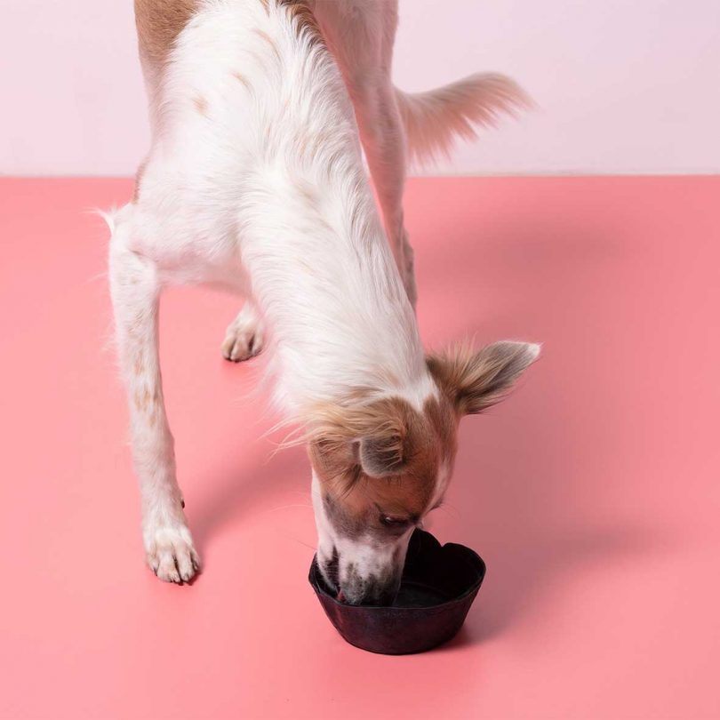 A white and brown dog eating from a blue-tinted edible bowl.