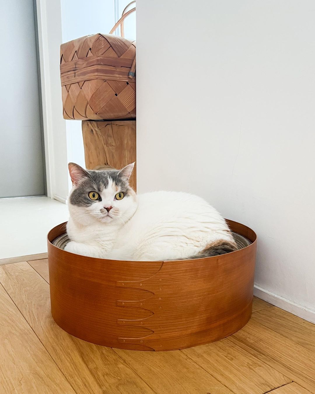 A cat lounging in a round, shallow Shaker box bed with a soft cushion.