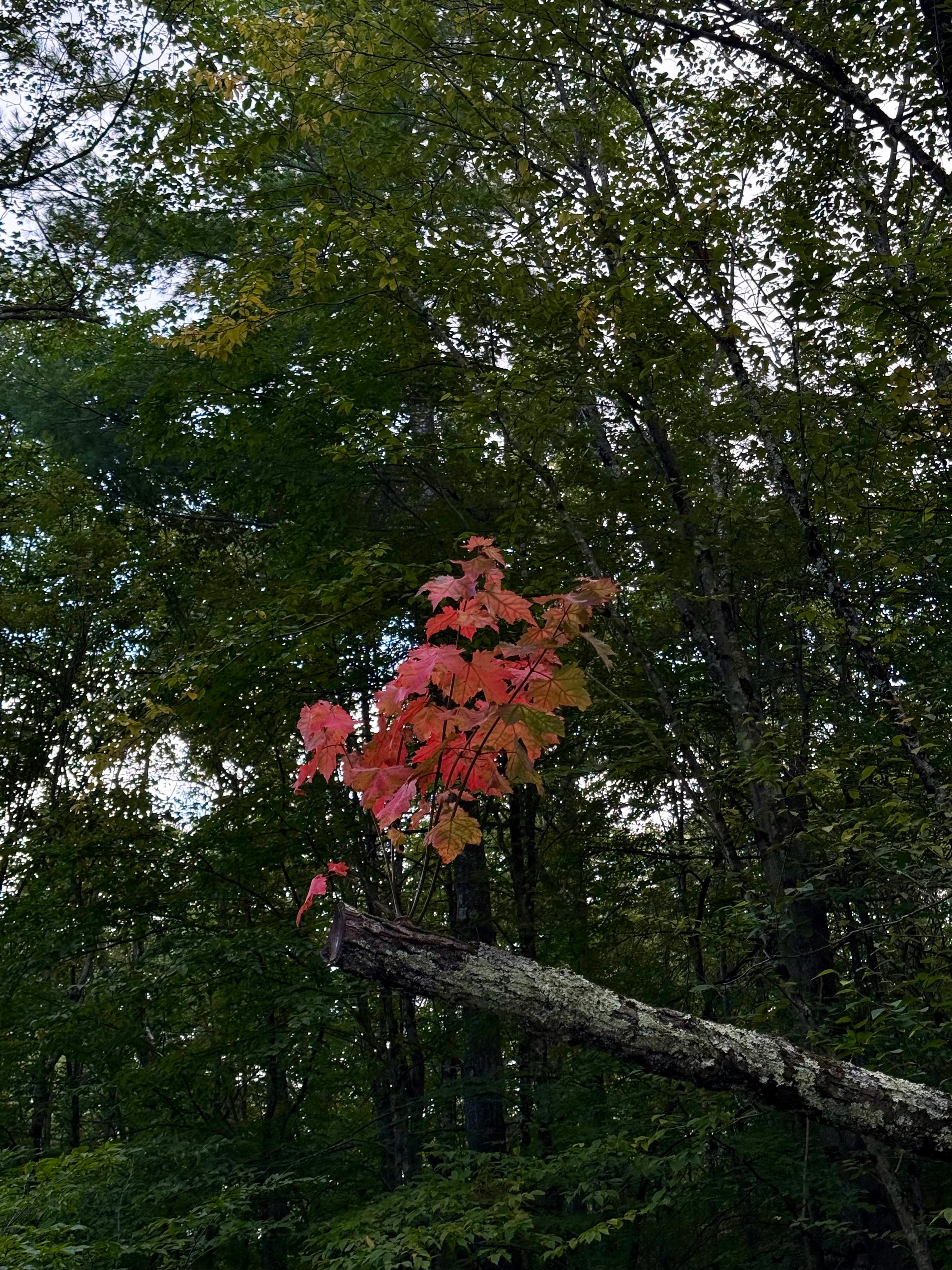 Detailed view of the first red leaves appearing on a branch in a green forest.
