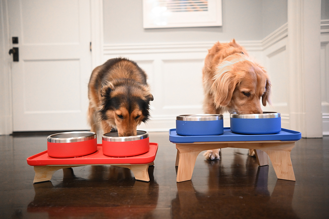 Is an Elevated Pet Feeder Better for Your Dog? Long-term Health Benefits & Risks