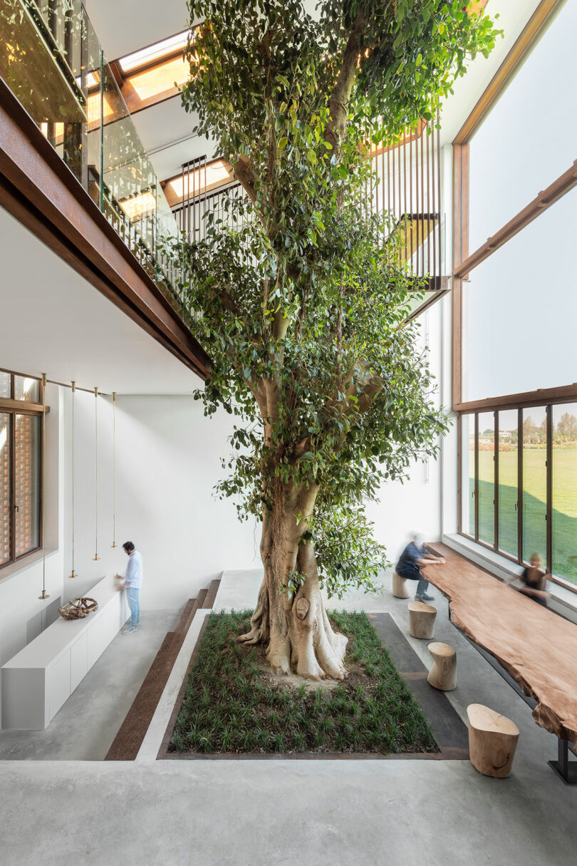 A giant ficus tree serving as a central focal point in a modern room with large windows.