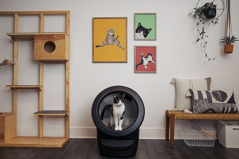 A black and white cat interacting with a black Litter-Robot 4 in a modern interior.