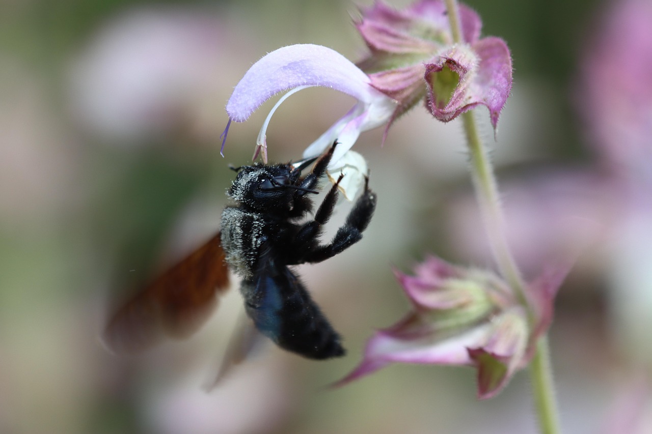 Expert Carpenter Bee Prevention for Roof Gables