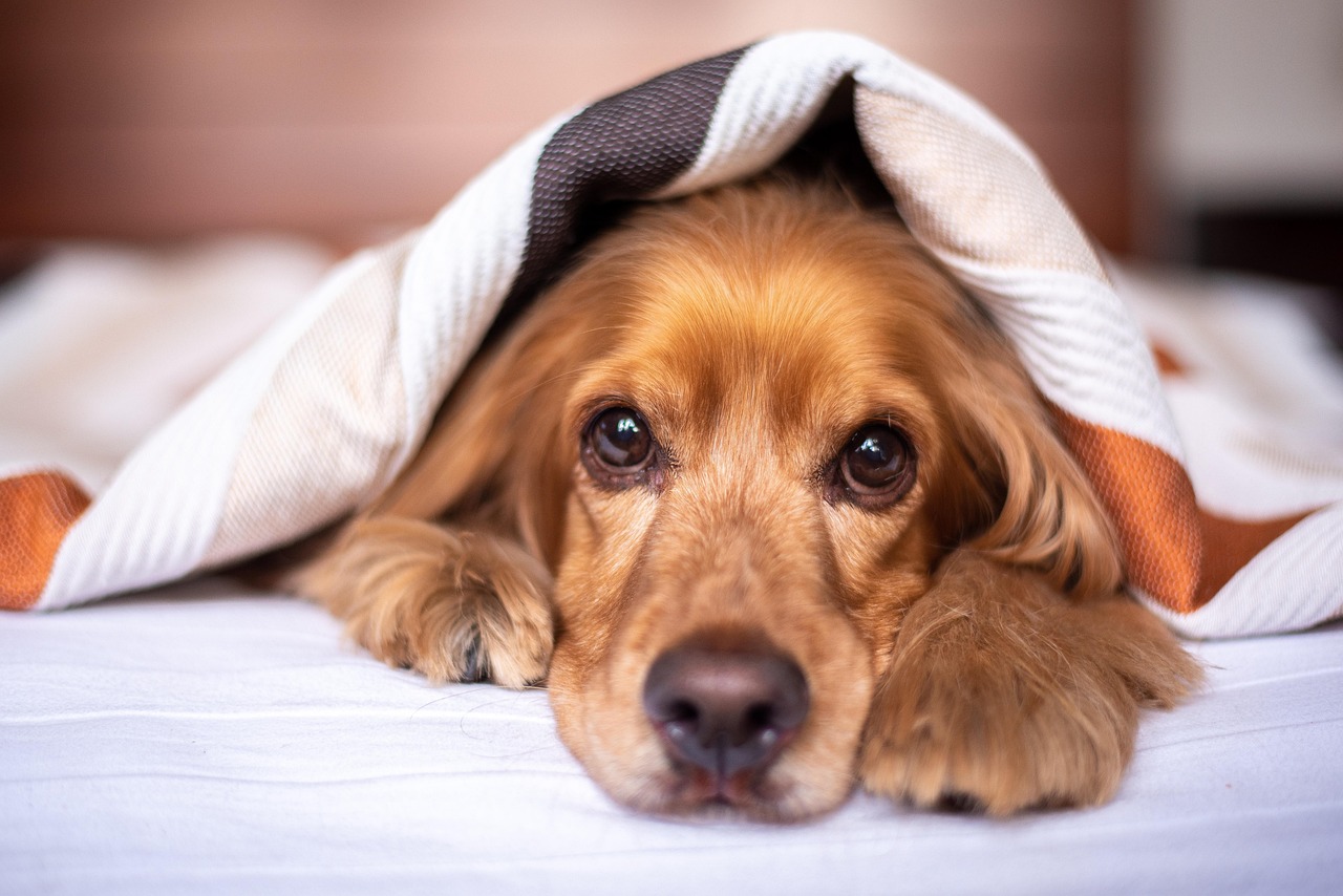 A golden retriever sitting on a bed in a bright bedroom, illustrating pet dander sources.