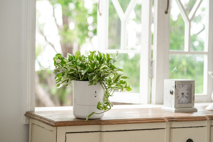 A thriving variegated plant in a white pot sitting on a wooden table near a bright window.