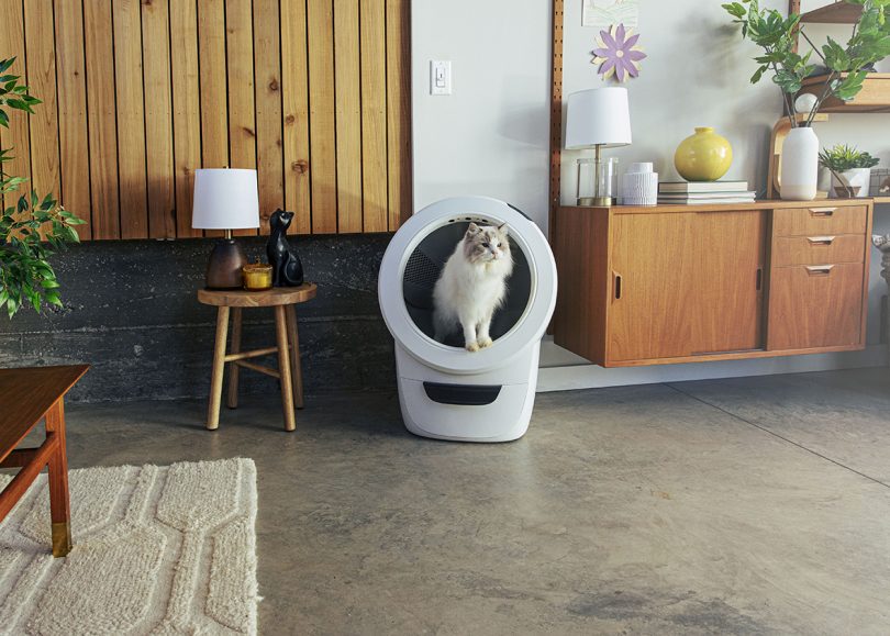 A brown and white cat inside the white Litter-Robot 4, showing the interior space.