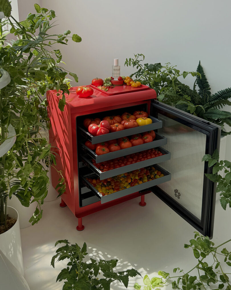 An open red mini fridge filled with various types of tomatoes on transparent shelves.