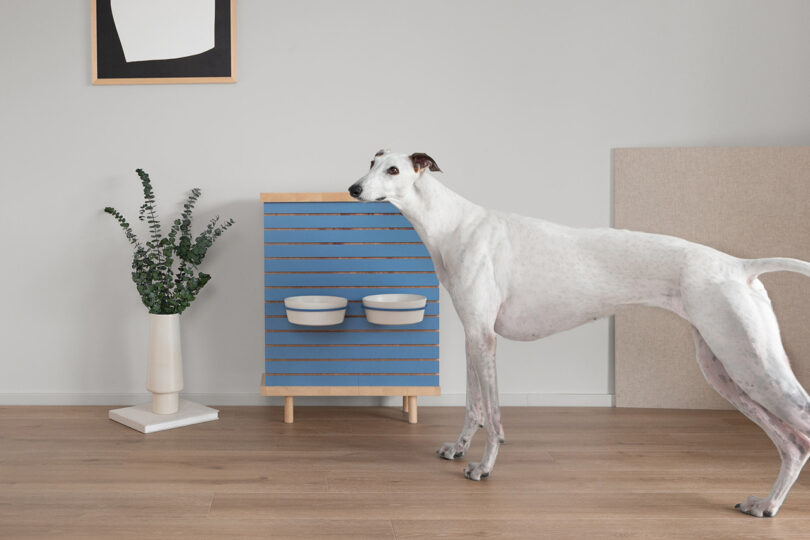 A white greyhound standing comfortably while eating from an elevated blue double-bowl feeder.