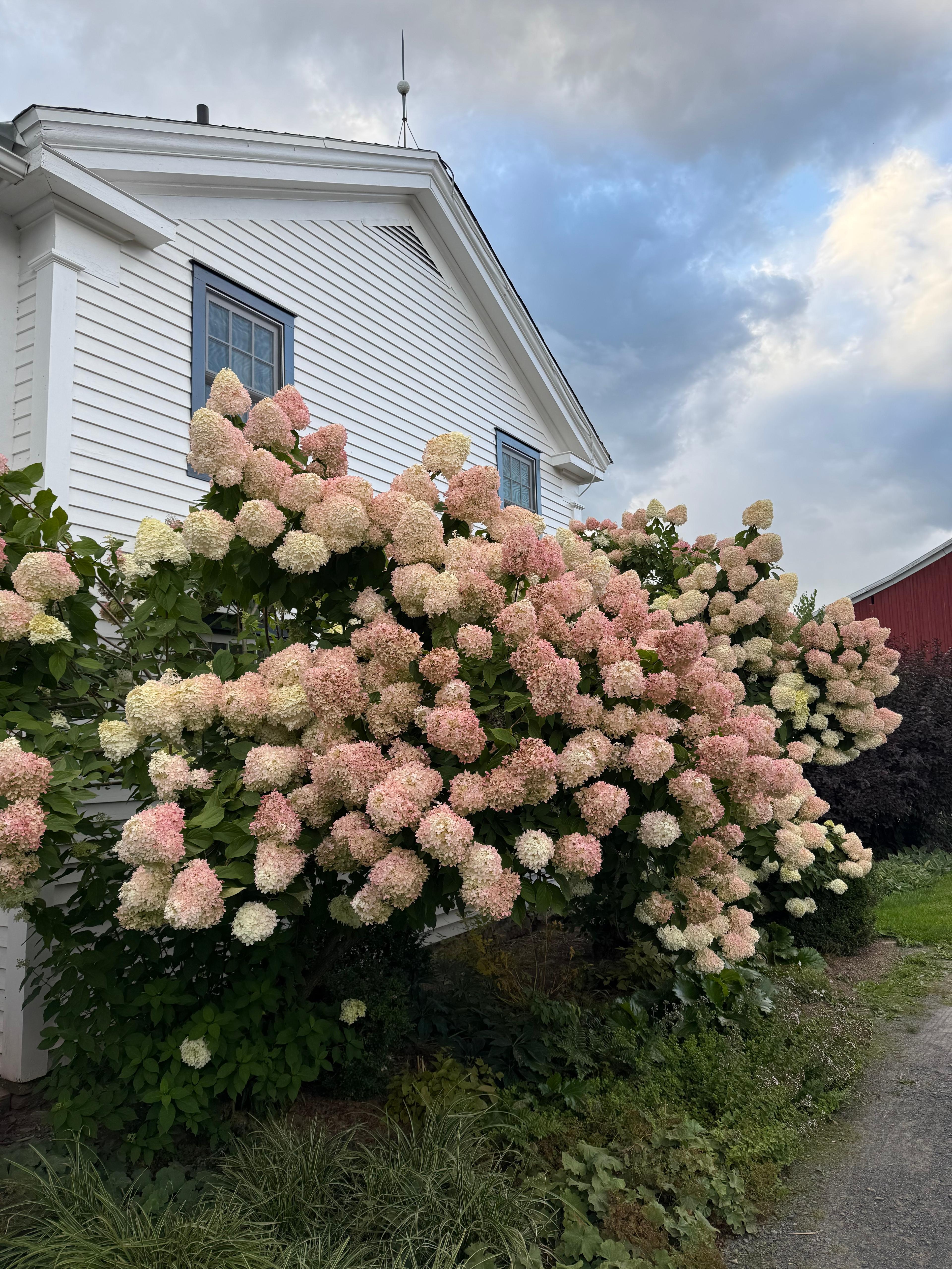 Close-up of hydrangea petals shifting from white to a deep autumnal pink.