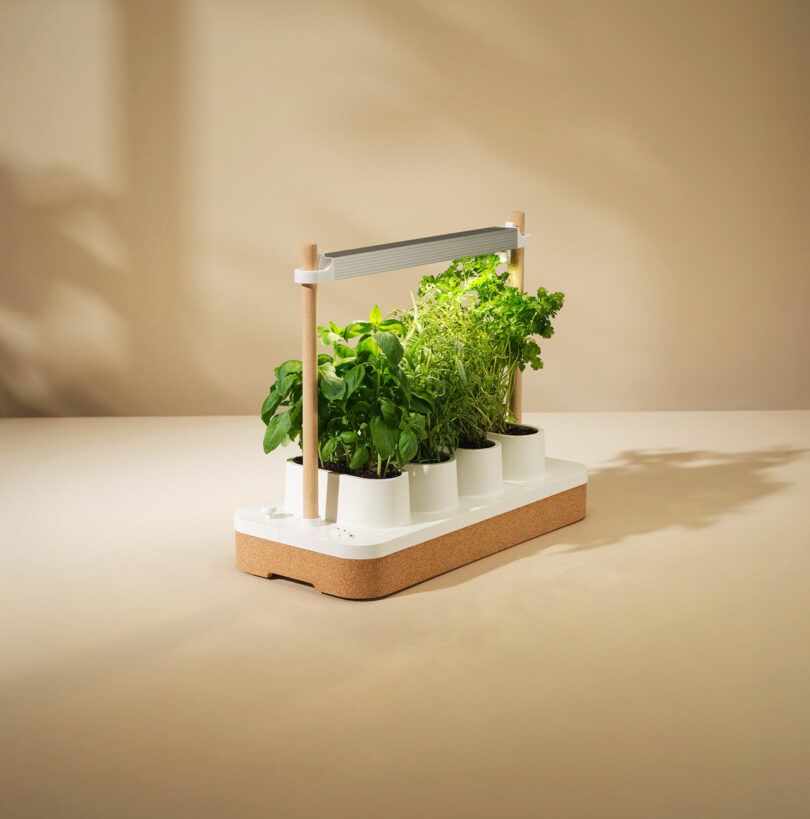 Auk Mini with four small pots of fresh green herbs growing under the integrated light bar.