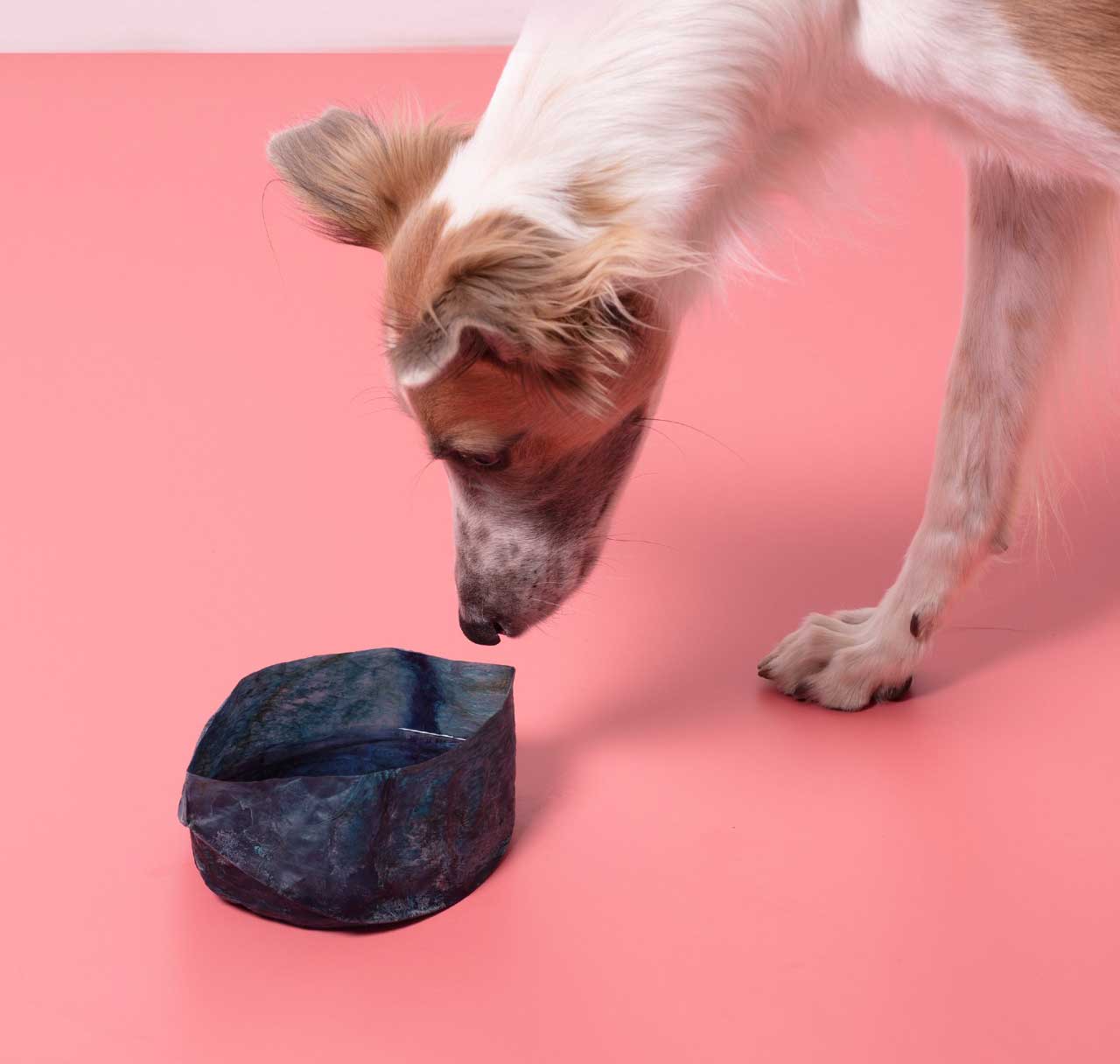 Eco-Friendly Dog Bowls: Are Edible Tableware Options the Future of Sustainable Pet Care?