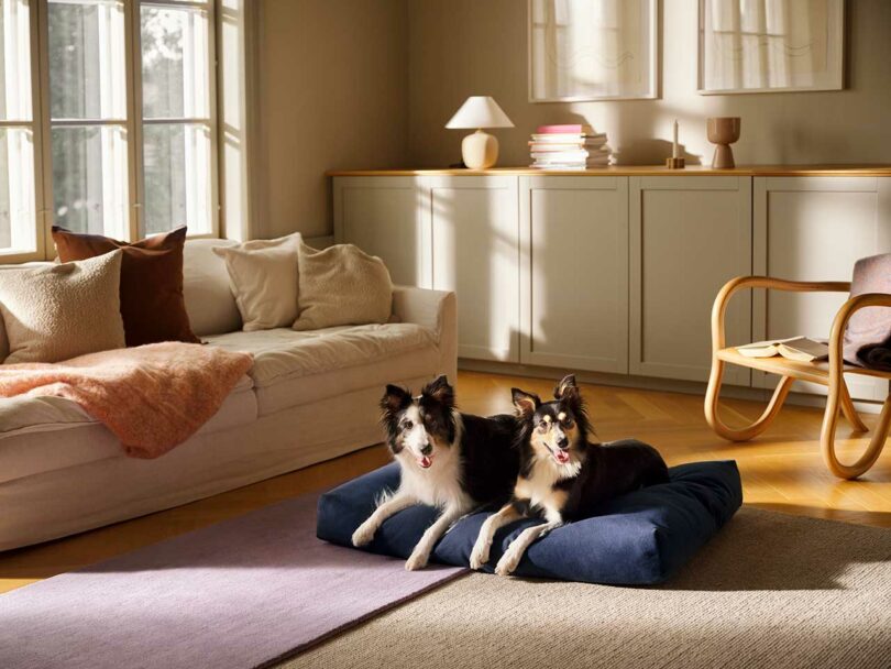 Two dogs sharing a large blue Kanto dog bed, demonstrating its spacious and supportive surface.