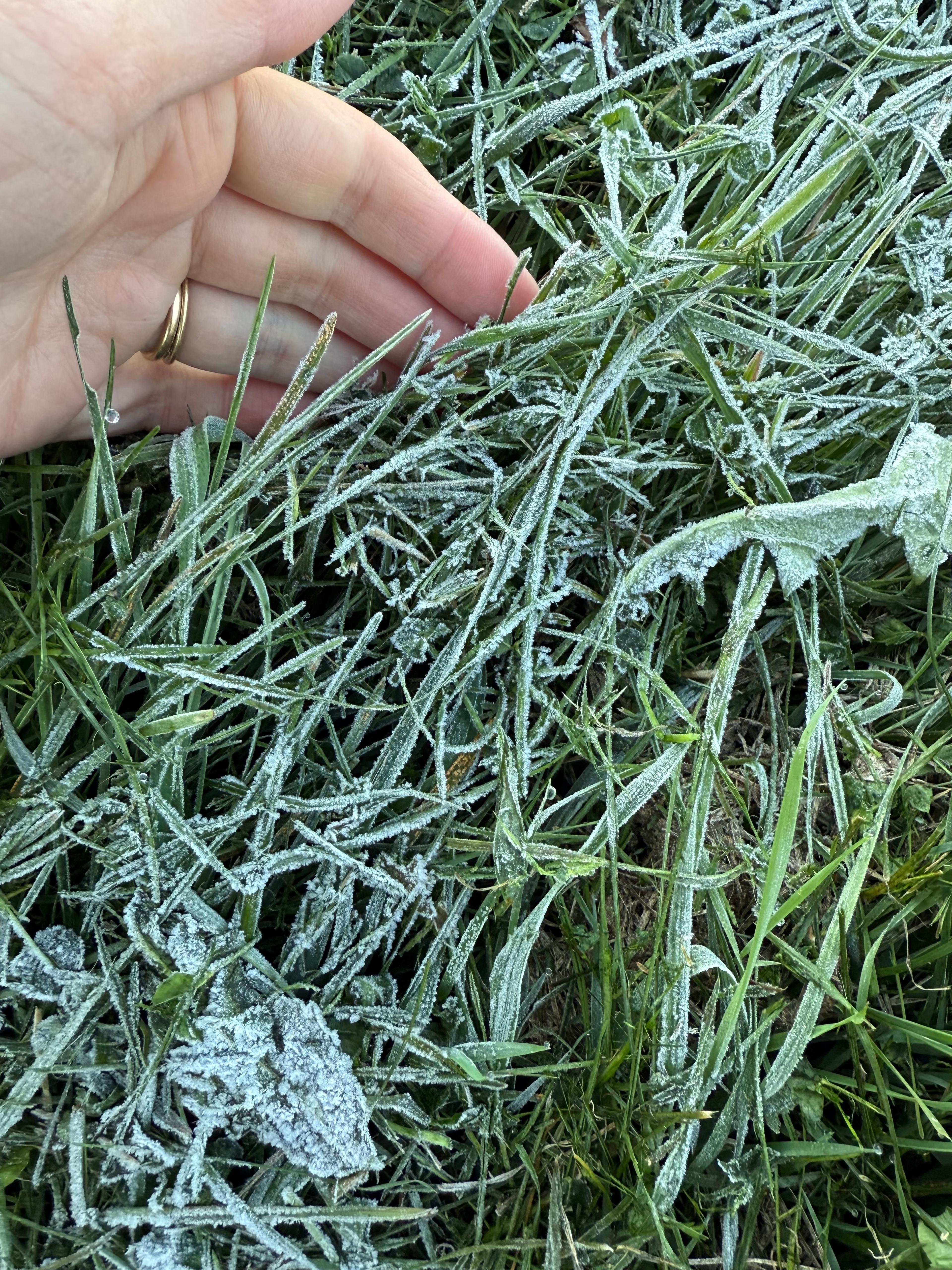 Close-up of intricate frost crystals covering the edges of a garden leaf.