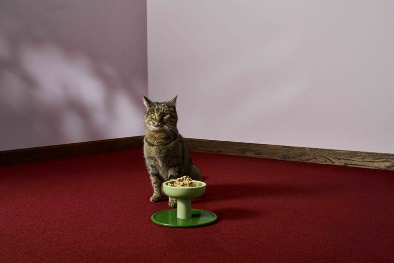 A tabby cat sitting calmly in front of a green elevated food dish on a red carpet.