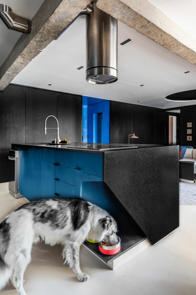 A dog drinking from a built-in water station in a modern black and blue kitchen island.